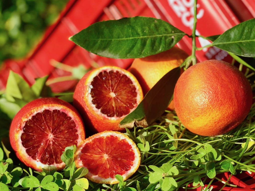 L'AranciaDoc - CACOPARDO