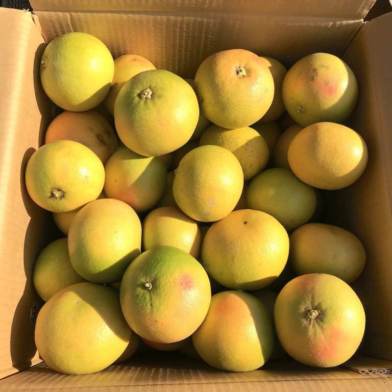  Pamplemousse Rose - CACOPARDO