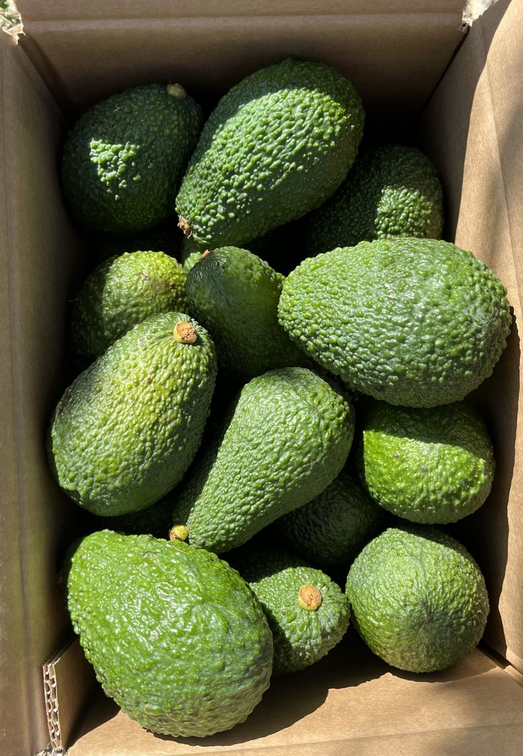 Avocat HASS - CACOPARDO
