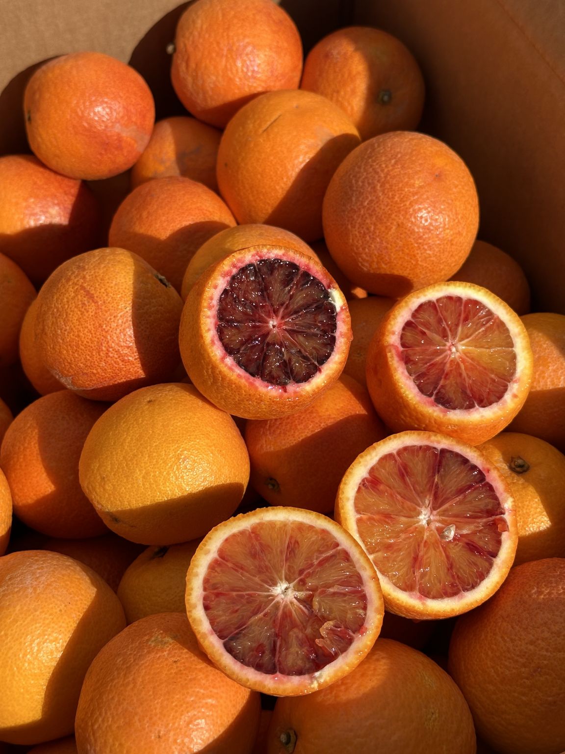  Oranges Moro - CACOPARDO