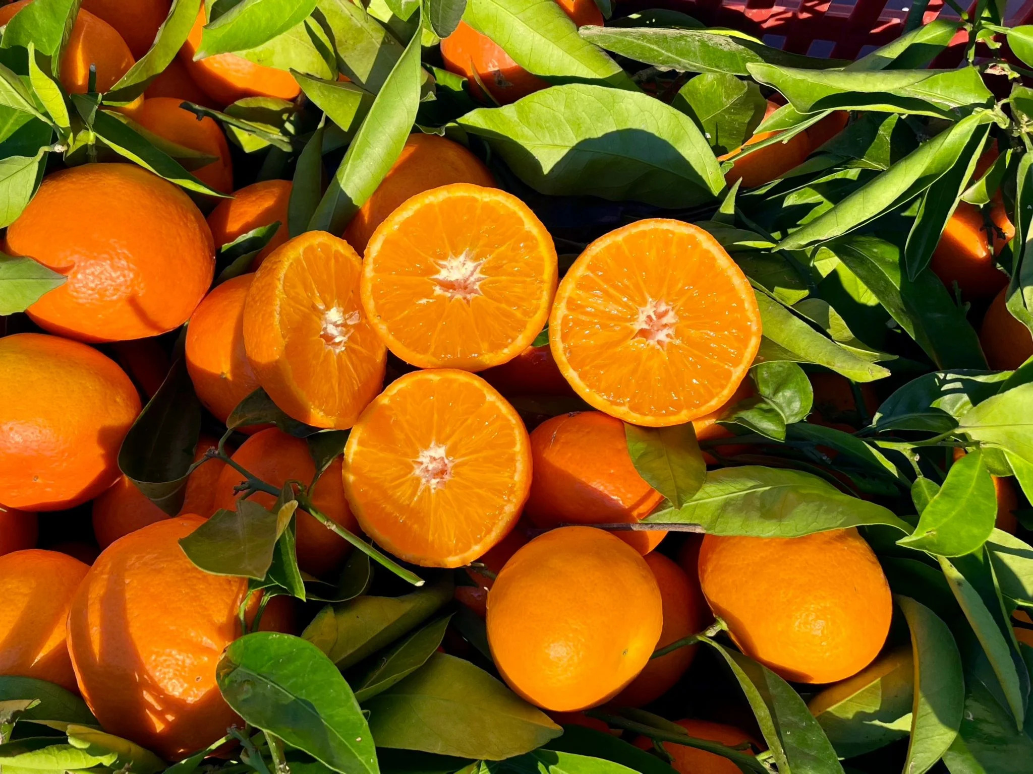 Agrumes Nova - CACOPARDO