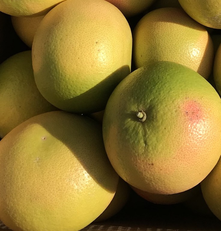 Pamplemousses - CACOPARDO