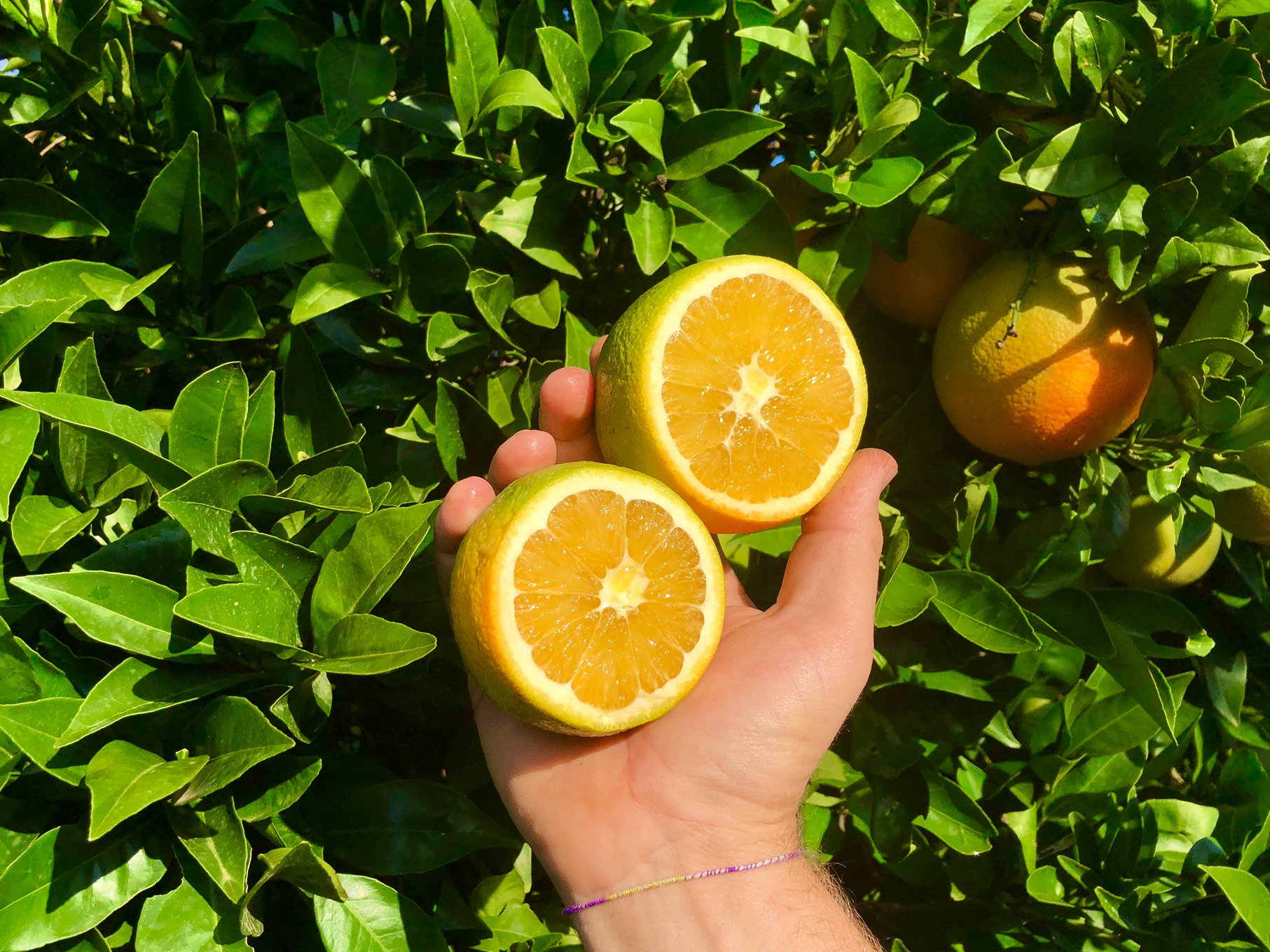 Oranges Navélines - CACOPARDO