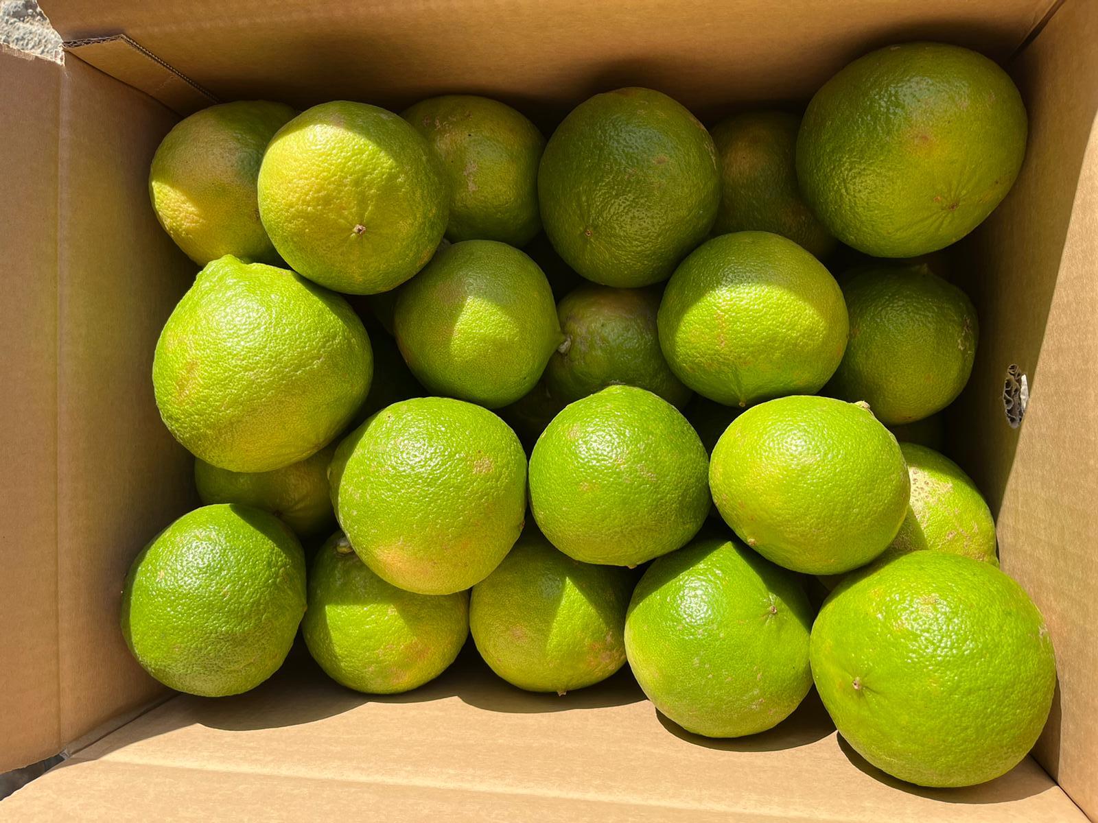 Bergamotes - CACOPARDO